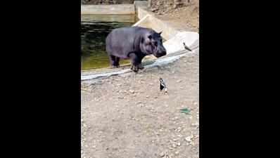 Soon, baby hippo ‘Bhim’ to splash in waters near SoU