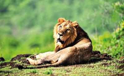 Eight lions captured near Gujarat's Jetpur