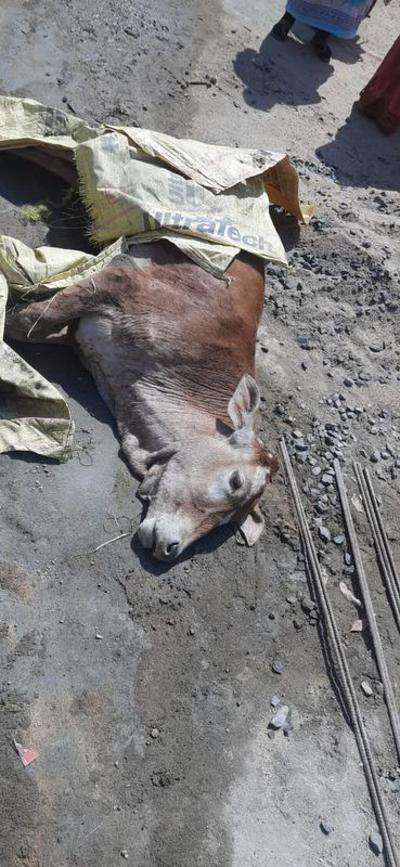 Labourer brutally kills calf with a spade | Nagpur News - Times of India