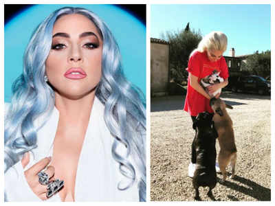 Lady Gaga's stolen French bulldogs dogs recovered unharmed after shooting