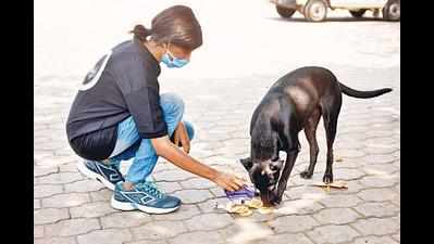 Delhi HC directs animal welfare board to identify spot for feeding strays