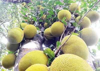 Goa: Jackfruit, coconut to get boost under central scheme