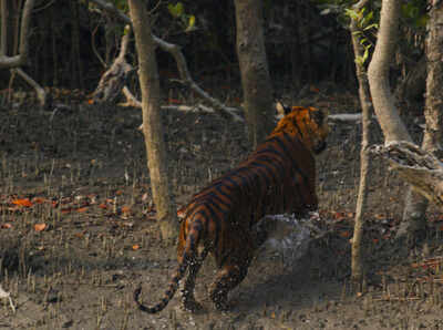 Sunderbans home to one third of India's bird species | Kolkata News - Times of India Sunderbans home to one third of India's bird species | Kolkata News - Times of India