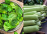 Green leafy vegetables vs. green vegetables