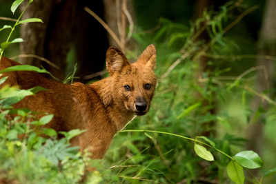 In a first, scientists develop model to estimate dhole population