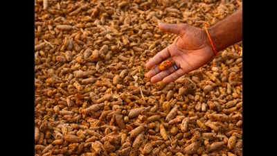 Maharashtra: ‘One-crop one-produce’ scheme prefers turmeric over tur in Yavatmal, Wardha