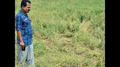 Kerala: Farmers spend sleepless nights at fields to save crop from elephants in Palakkad