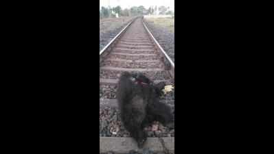 Two sloth bears run over by train, mother jumps to safety