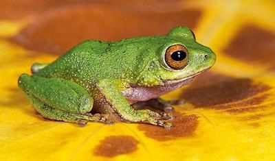 New leap: Five species of shrub frogs discovered