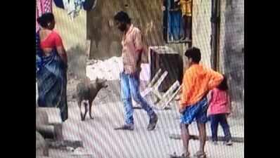 Dog beaten to death in suburban Mumbai | Mumbai News - Times of India
