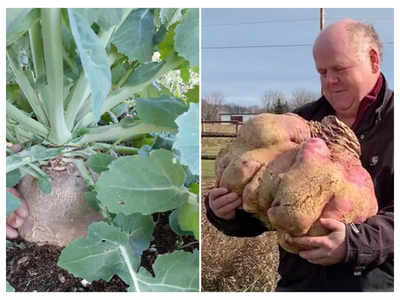 This is the heaviest Turnip in the world