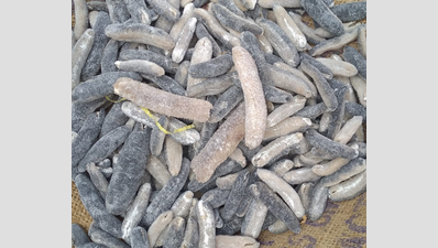 958 kg of sea cucumbers seized in Tamil Nadu’s Ramanathapuram district