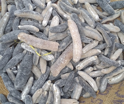 958 kg of sea cucumbers seized in Tamil Nadu’s Ramanathapuram district