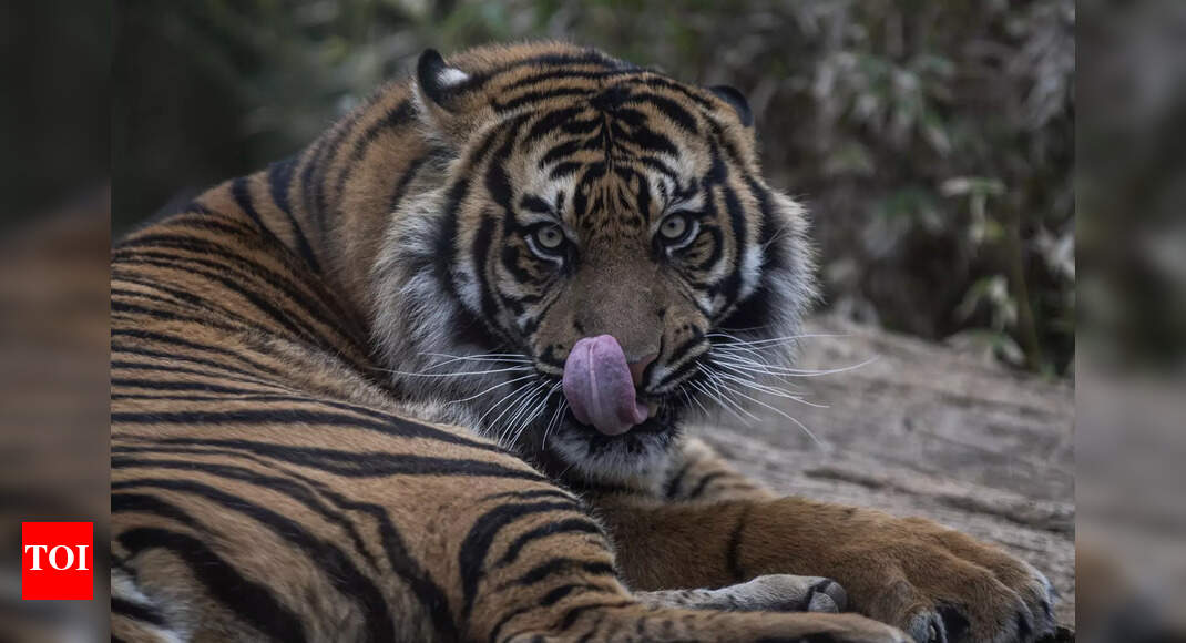 Maharashtra: One killed by tiger; two hurt in sloth bear attack