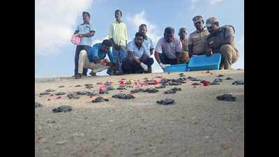 131 Olive Ridley turtle hatchlings released into sea off Dhanushkodi