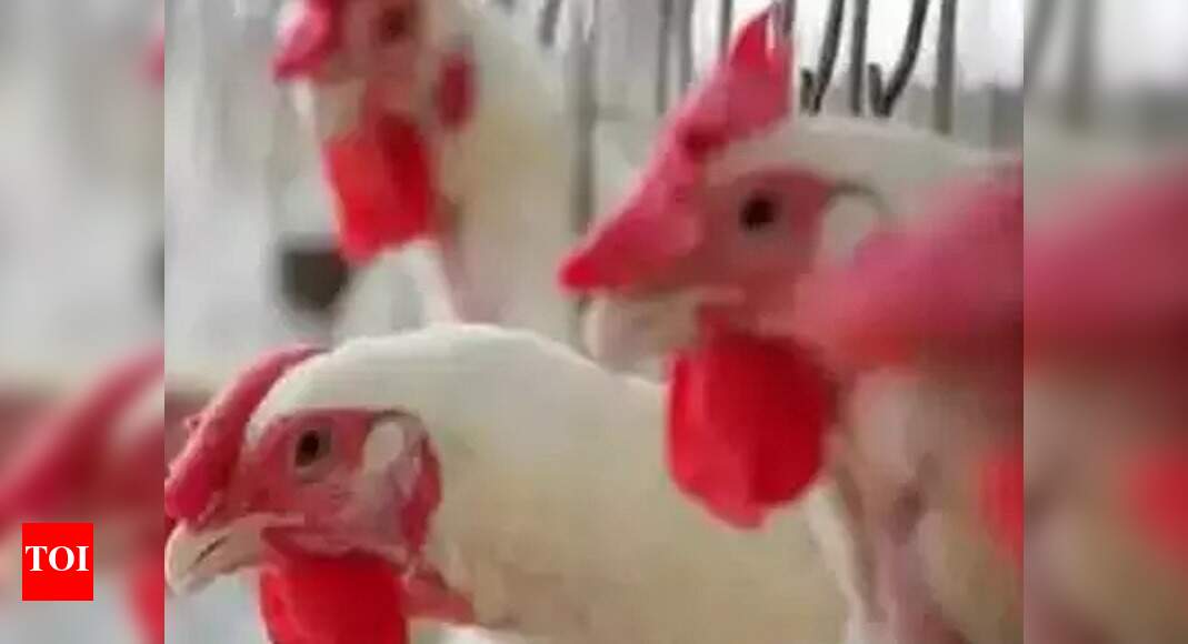 Surveillance upped after bird flu in Gujarat's Sola ...