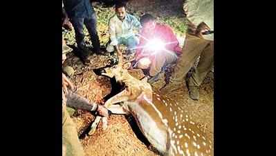 Male spotted deer killed in road accident