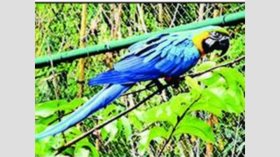 Secunderabad: Man adopts macaw at Nehru Zoological Park for 3 months