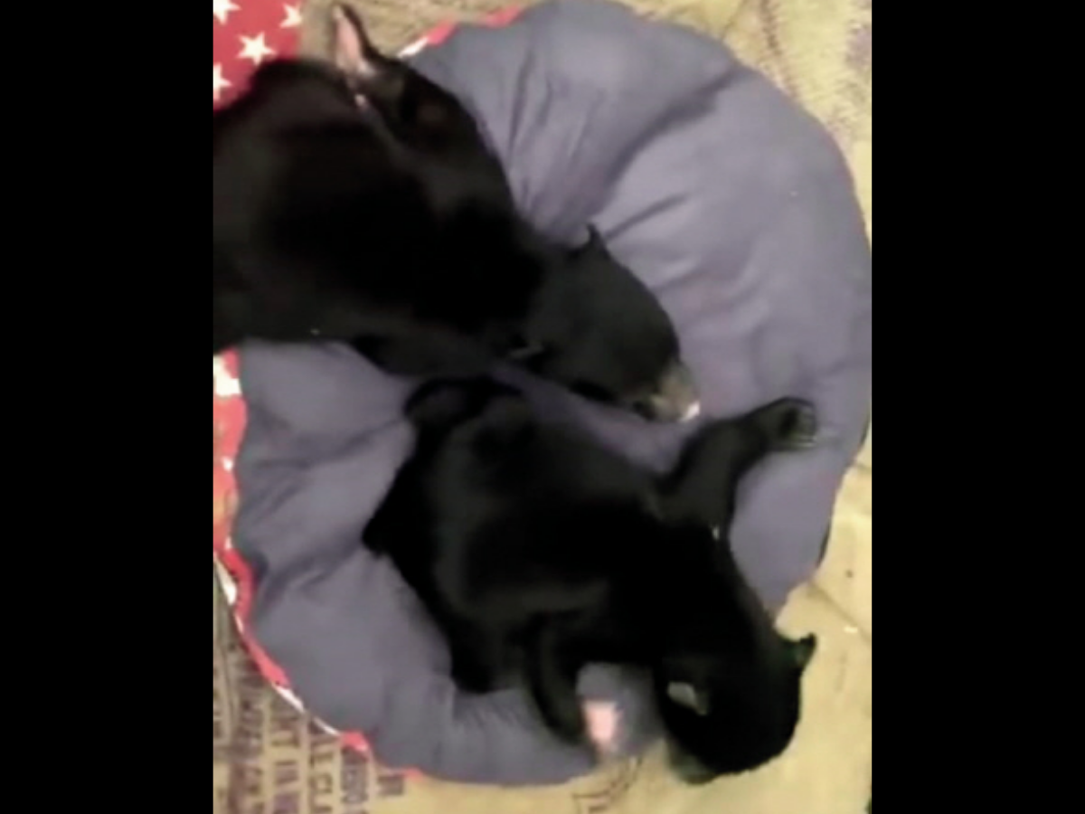 Red Tape Tragic Circumstances Blamed For B C Cubs In Permanent Captivity Ctv News