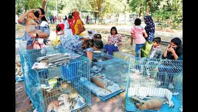 Street animals find shelter in Barodians’ home and heart