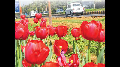 Bloom after the gloom: How rising temp has brought imported tulips back to life