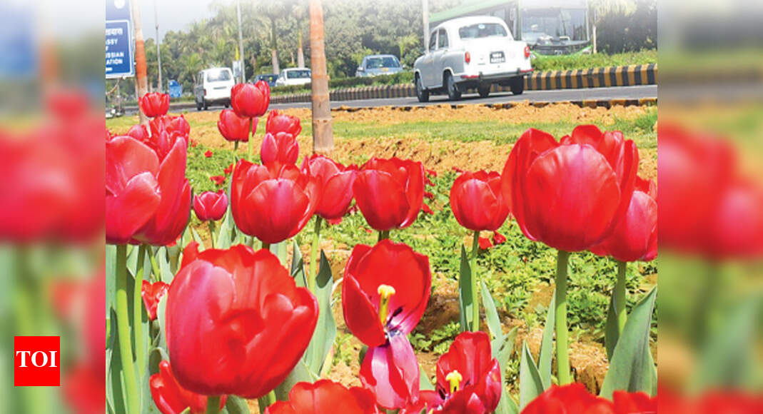 Tulip Flower Cultivation In India Best Flower Site