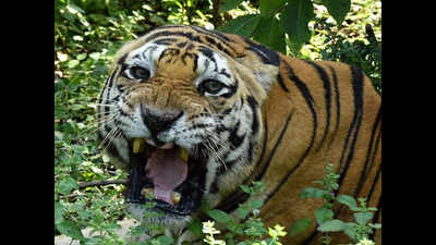 Tiger Munna dies at Van Vihar in Bhopal