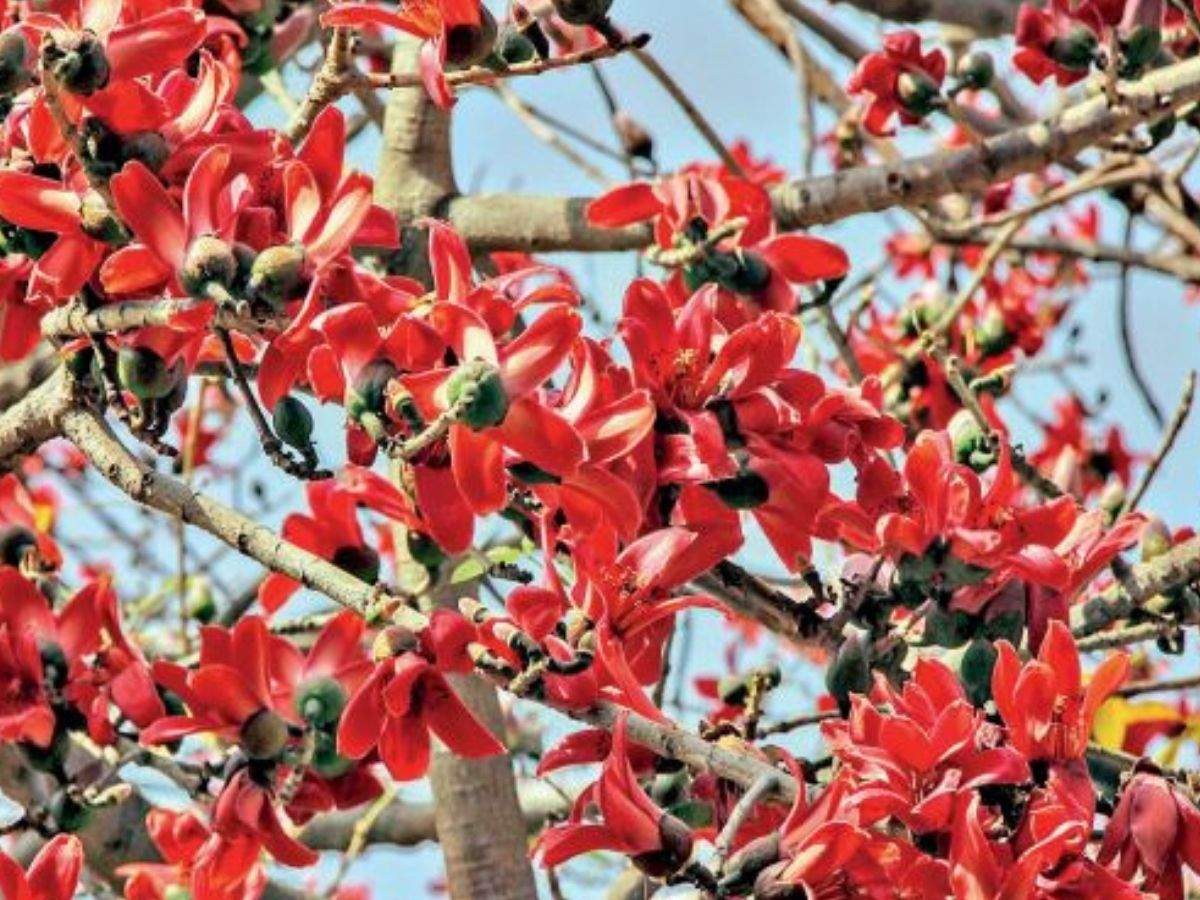 How This Tree Maintains Ecological Balance In Gurugram Gurgaon News Times Of India