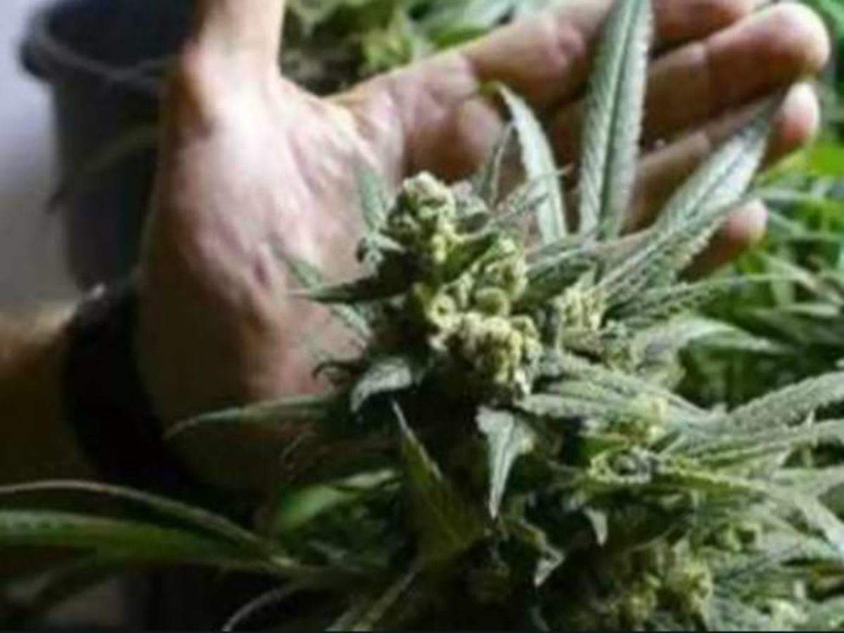 Canada eyes tighter rules for grow-your-own pot producers - Times of India