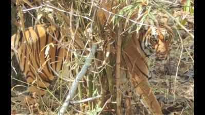 Two days after release in Pench, tigress captured after attack by another animal