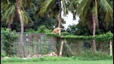 Lion’s jump raises question on fencing