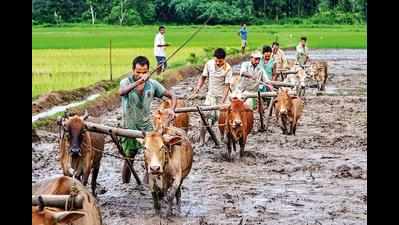 Maharashtra: Field shrinks, but farm loans up to Rs 3 lakh at zero interest