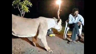 Gujarat: Six get 3 years in jail for illegal lion show | Rajkot ...