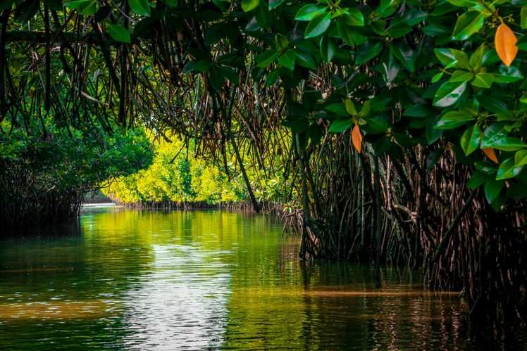 Biodiversity hotspots: A look at top 5 mangrove forests in India ...