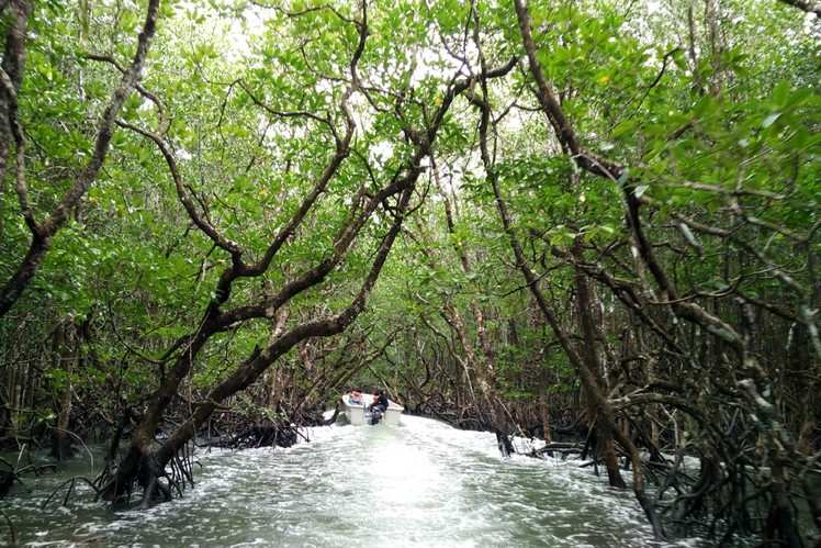 Biodiversity hotspots: A look at top 5 mangrove forests in India ...