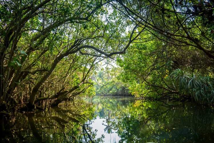 Biodiversity hotspots: A look at top 5 mangrove forests in India ...