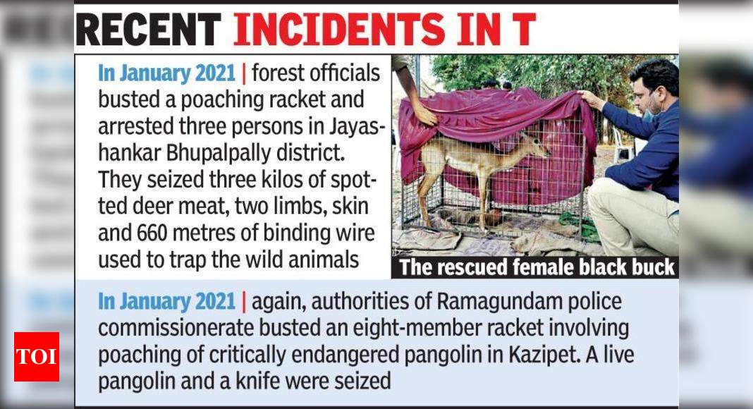 Black buck rescued from poachers | Hyderabad News - Times of India