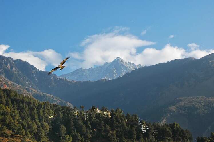 Pong Dam Wetlands, Kangra