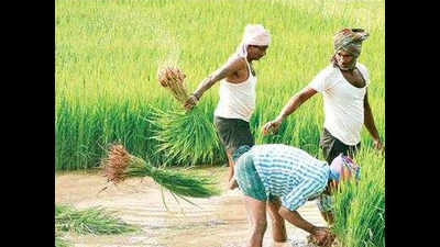 Andhra Pradesh: Rayalaseema farmers set for record Rabi production