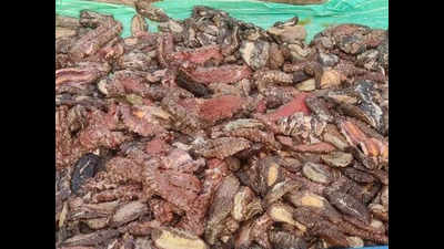 Sea cucumber worth Rs 5.45 crore seized in Lakshadweep