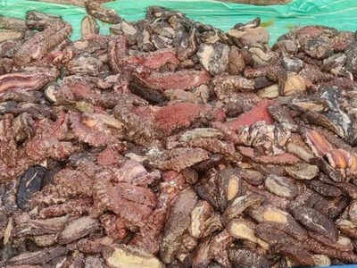 Sea cucumber worth Rs 5.45 crore seized in Lakshadweep