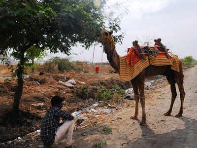 Rajasthan: Ship of desert in troubled waters amid govt apathy | Jaipur News  - Times of India