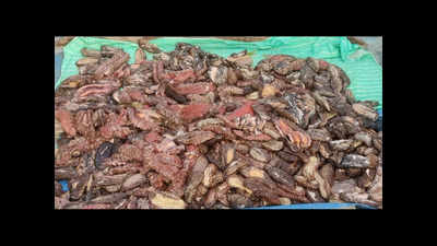 Sea cucumbers worth Rs 5.4cr seized, global racket busted
