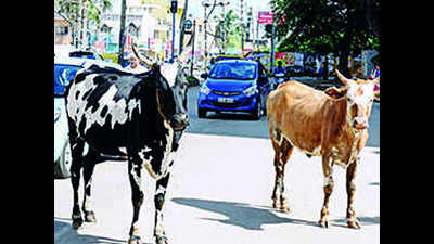 NDMC acts tough to tackle stray cattle