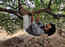 Karthi climbs his favourite Puliyamaram