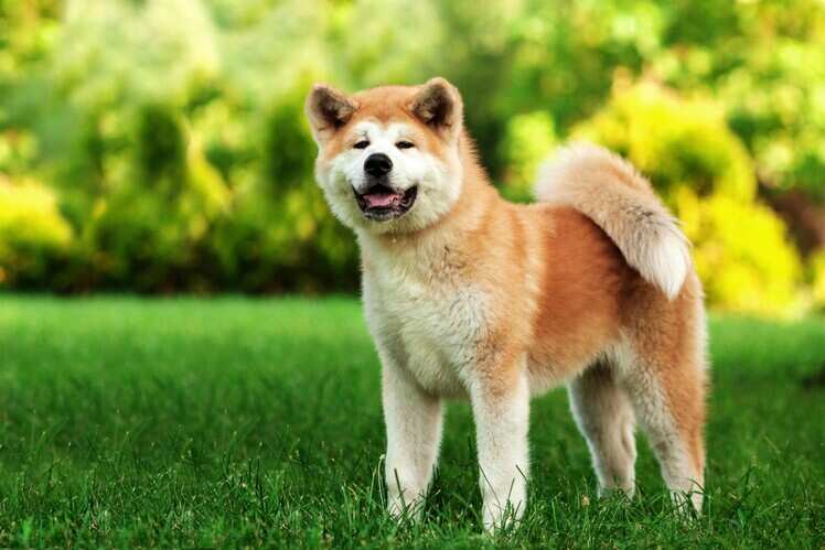Akita Dog Museum, Japan