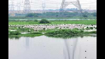 Identify pollution sources at Najafgarh lake: CPCB