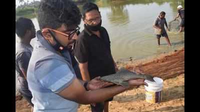 Aquarium fish in Cansaulim ponds may be first such record in Goa