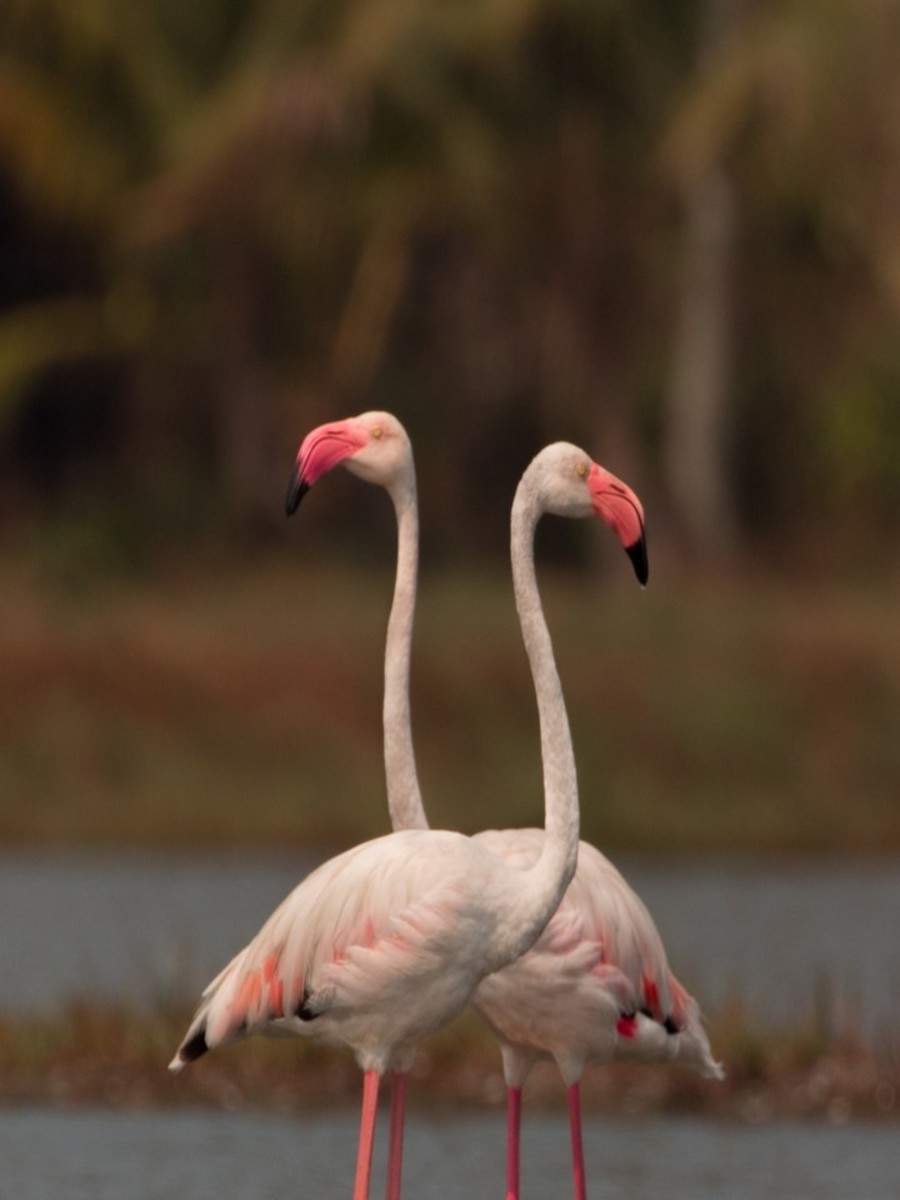 flamingo bird travel to india