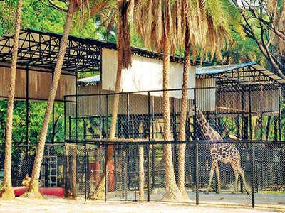 Hyderabad: Sprinklers, water troughs to keep zoo animals cool & safe |  Hyderabad News - Times of India